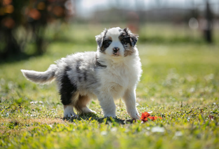 nom chiot berger australien