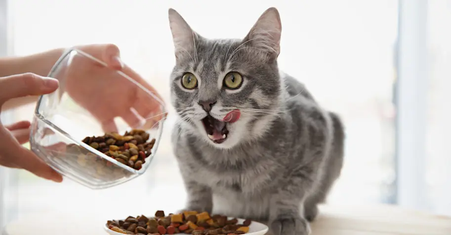 Alimentación para gatos