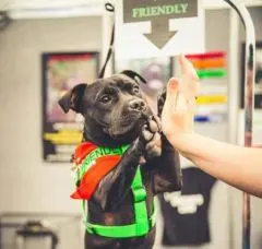 Chien sociable, chien aveugle, chien sourd… annoncez la couleur ! - Trucs & astuces - Chien