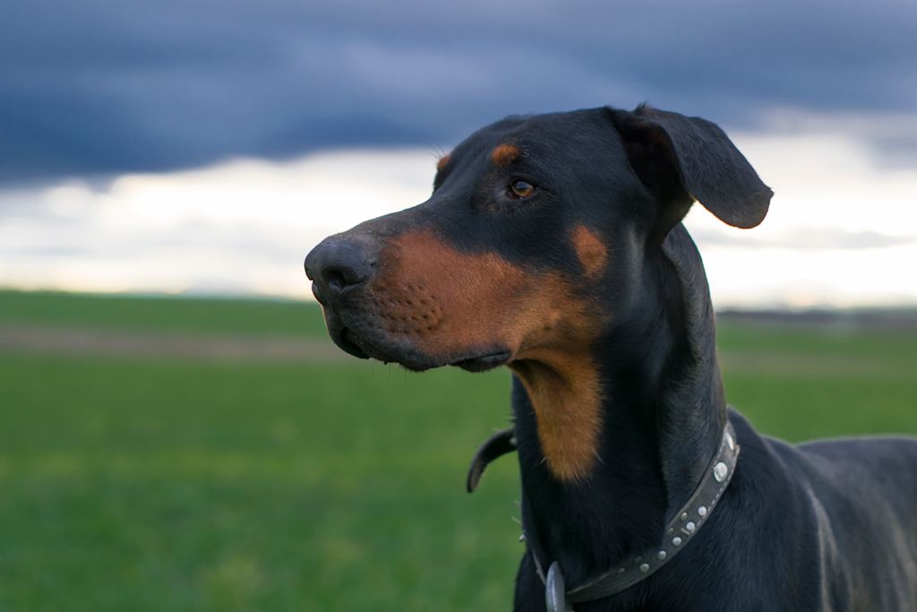 dobermann prairie