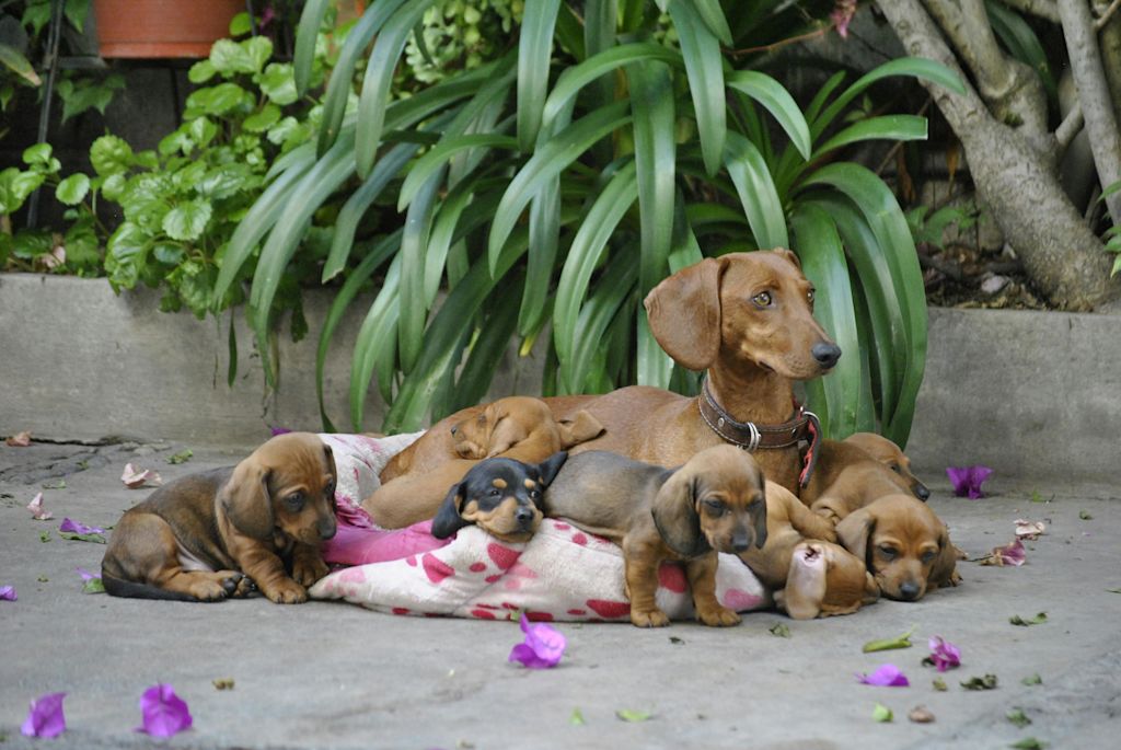 Chienne et ses petits