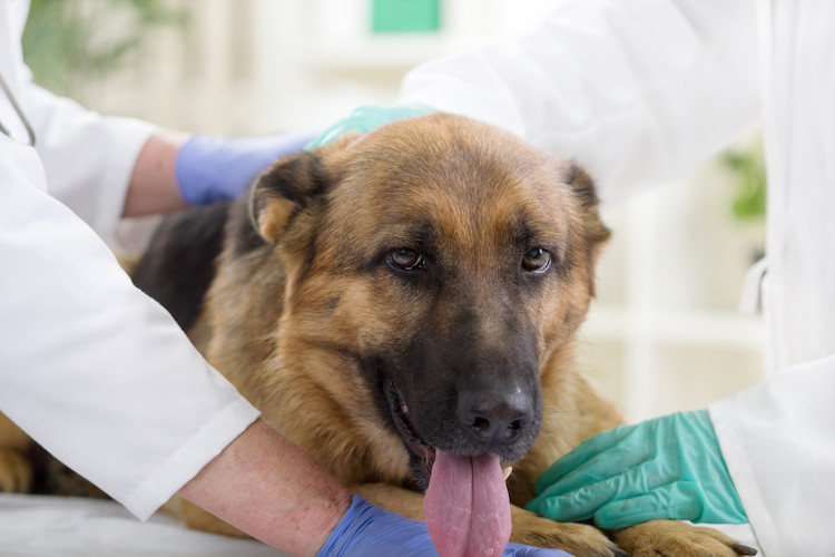 Torsion d'estomac du chien : symptômes, prise en charge et p ...