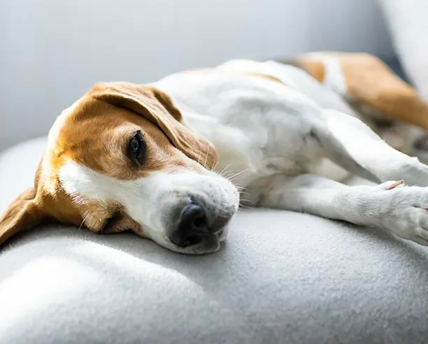 puede un perro pasar una obstrucción intestinal