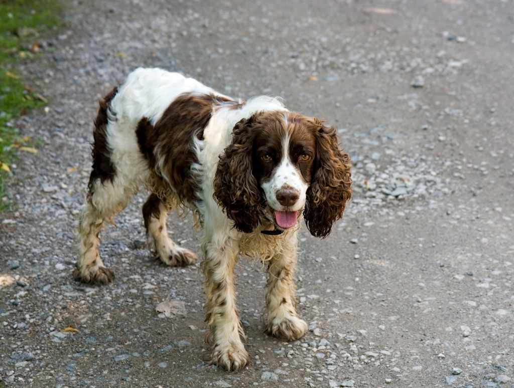 springer spaniel dans le gravier