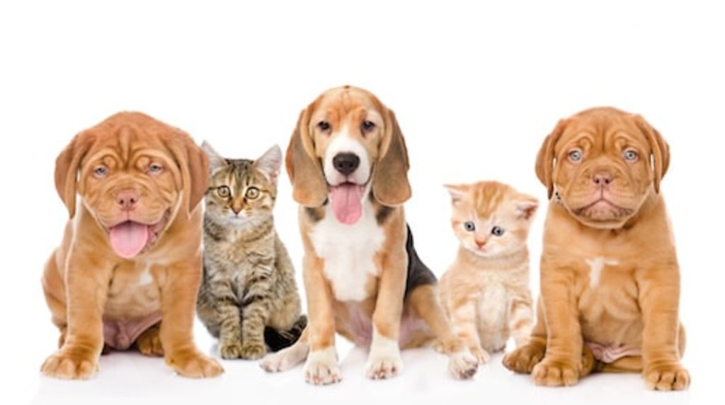 groupe chiens et chats