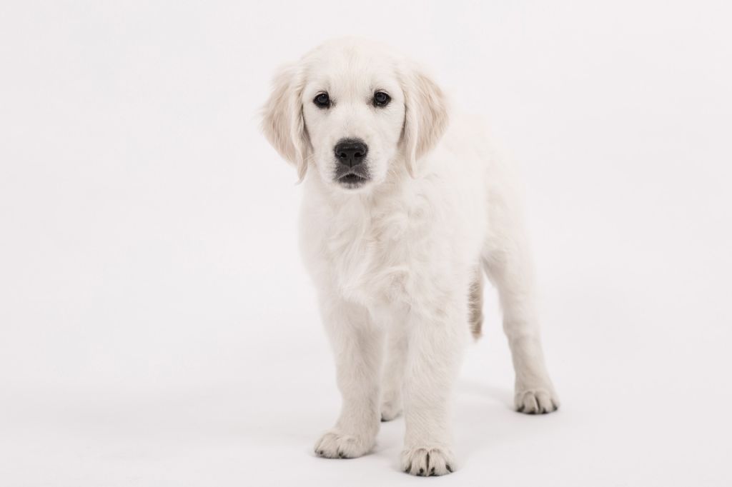 chiot golden retriever blanc