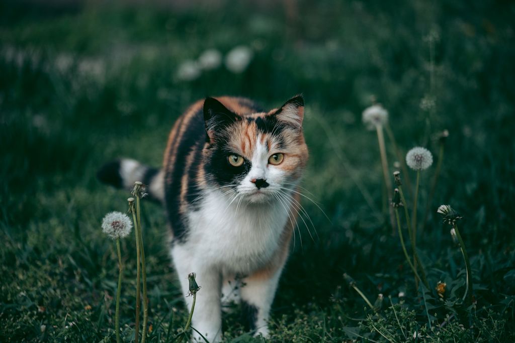 chatte tricolore