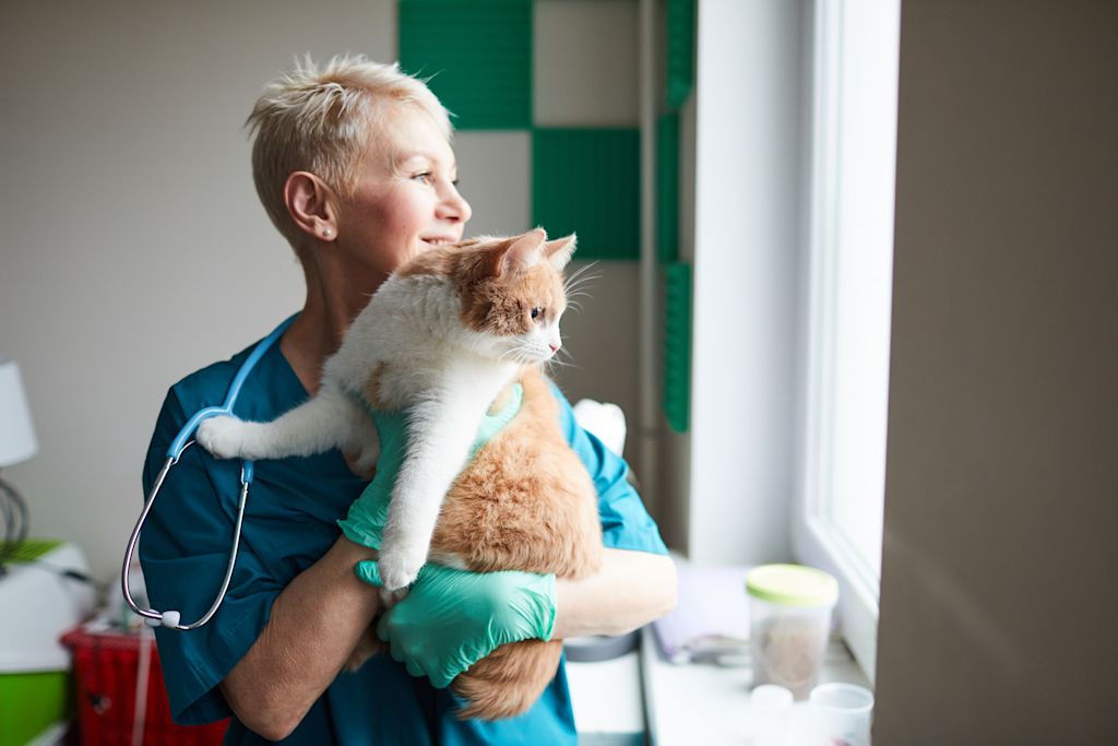 chat hospitalise veterinaire