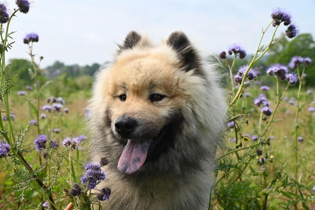 chien eurasier fleurs herbe