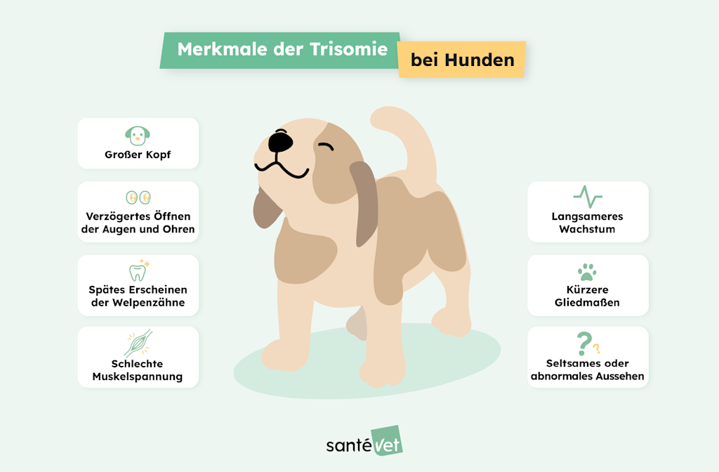 SVDE Infographie-Chien-Trisomie