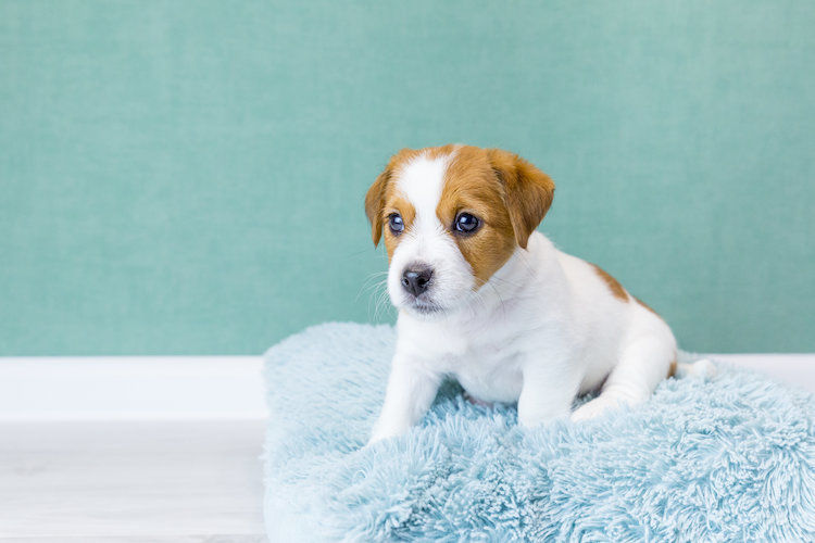 accueil_du_chiot_choisir_un_panier