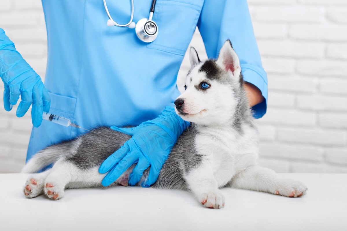 cuando debes llevar a tu cachorro al veterinario