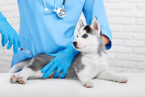 cuanto cuesta una vacuna de refuerzo para un perro