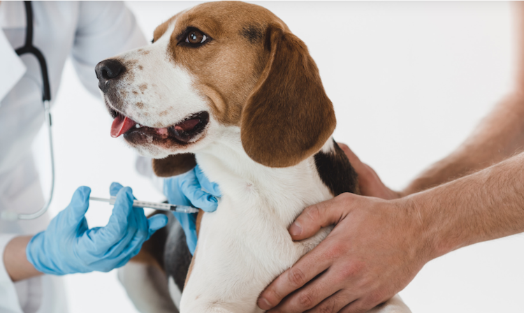 Les vaccins chez le chien : intérêts, obligation, calendrier - Santévet
