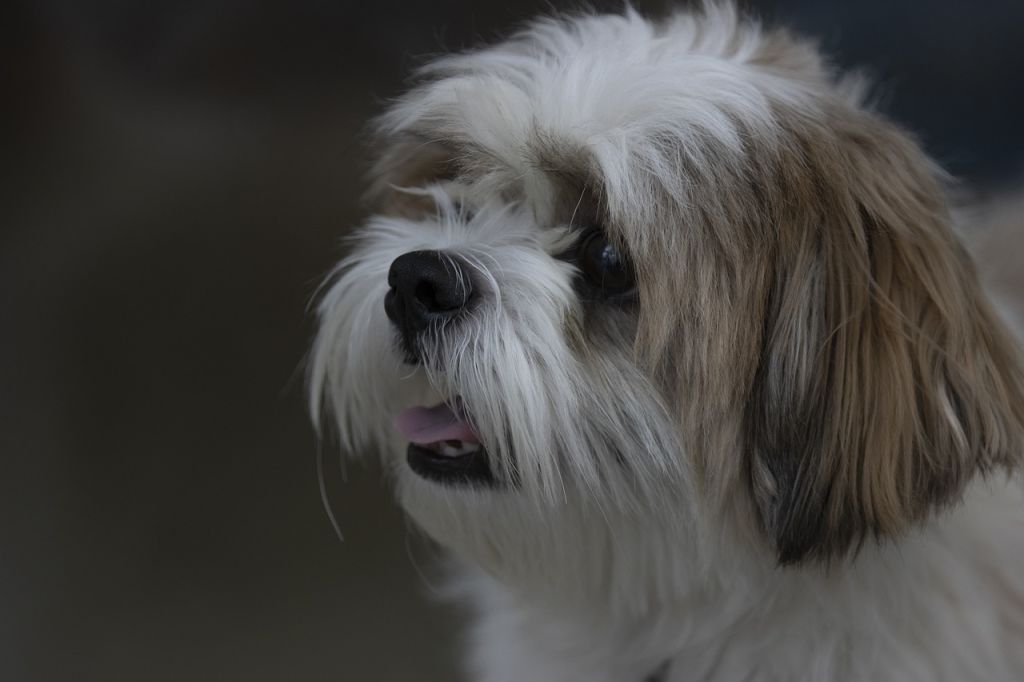 shih tzu