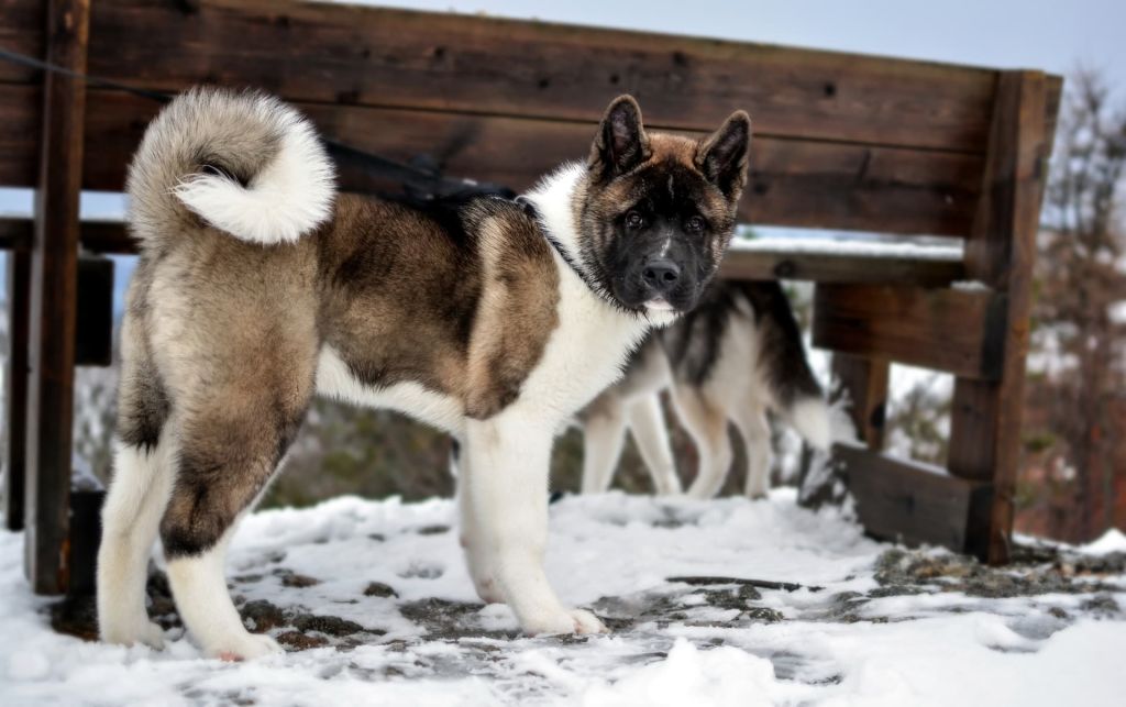 Caractéristiques physiques de l'Akita américain