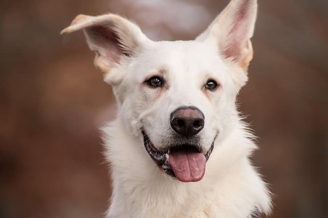 Vieux chien