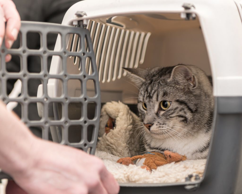 habituer_son_chat_a_la_caisse_de_transport