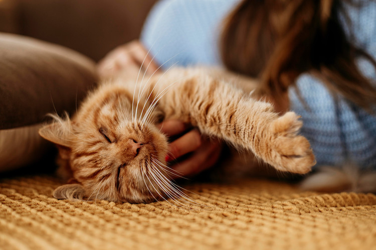 dire je t'aime à son chat