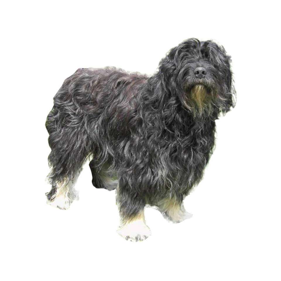 BERGER PORTUGAIS.jpg