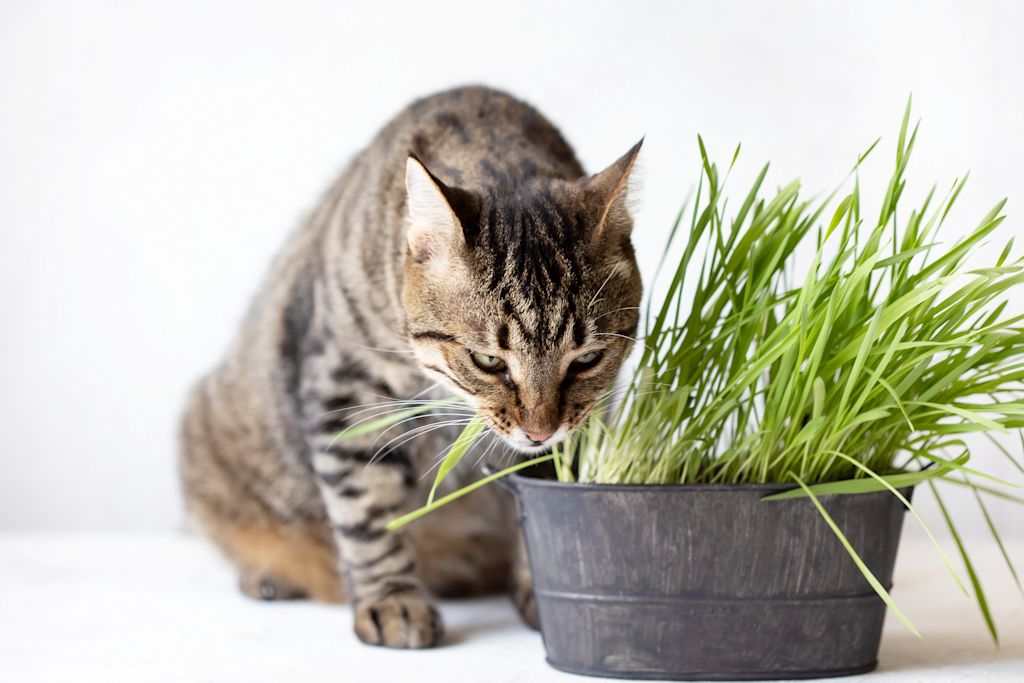 chat et herbe