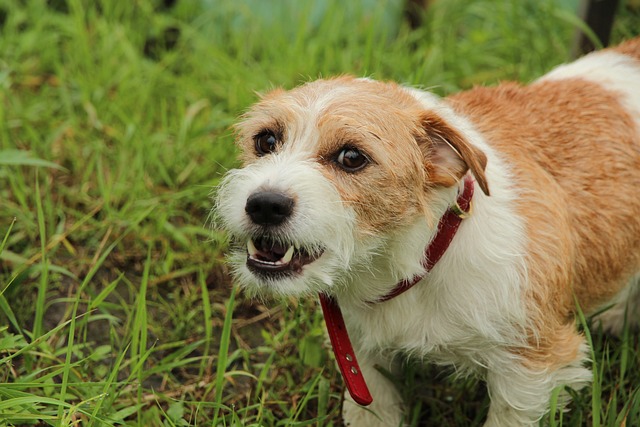 chien étouffement