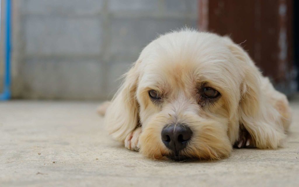 oedeme pulmonaire chez le chien malade.jpg