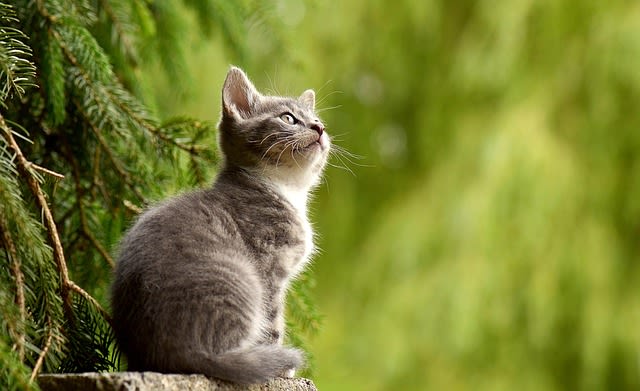 Chaton en vacances