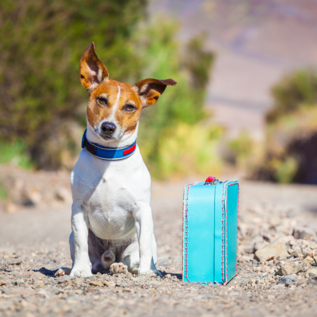 chien vacances valise