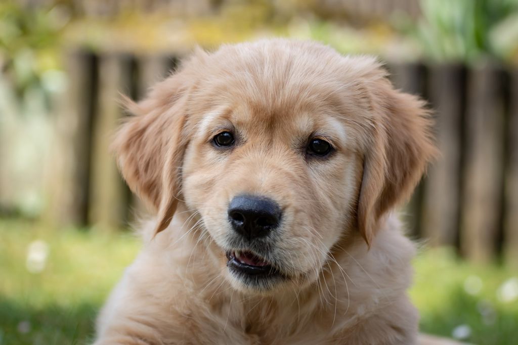 chiot golden retriever sable