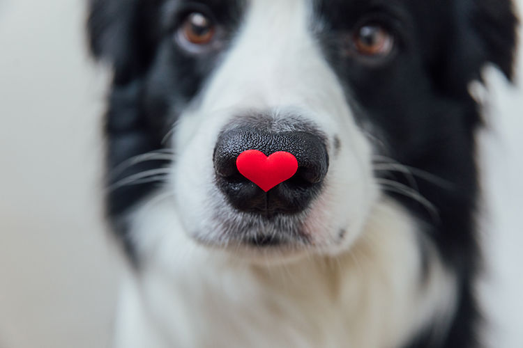 chien saint valentin