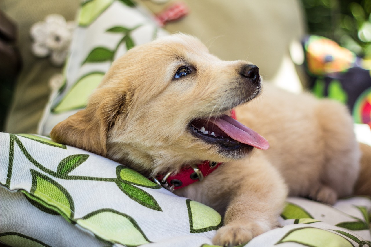 Golden Retriever qui sourit