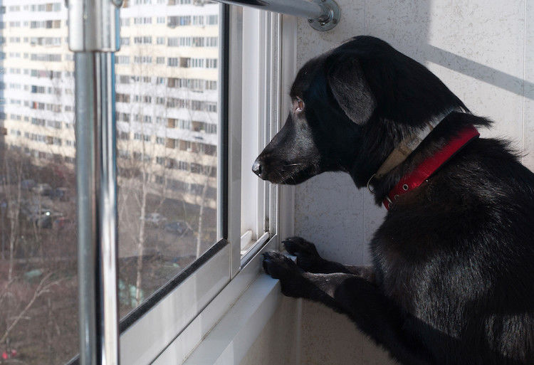 chien et solitude