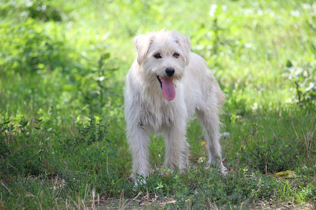 chien blanc poils longs