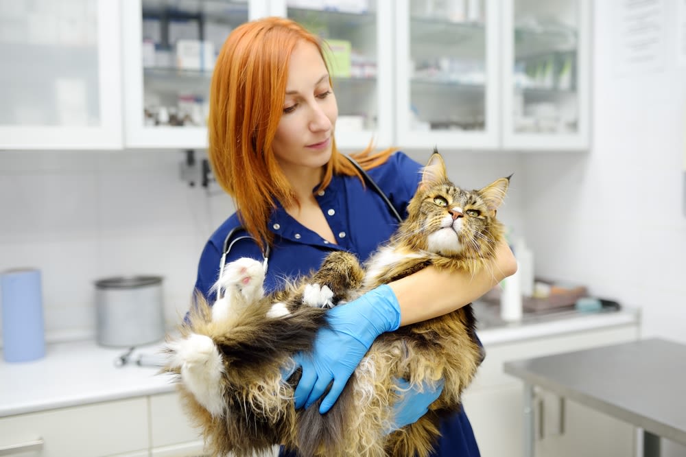 Gatto dal veterinario