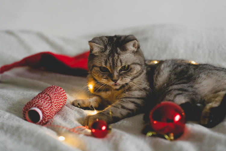 Votre chat aussi a le droit de fêter Noël ! Voici 10 cadeaux