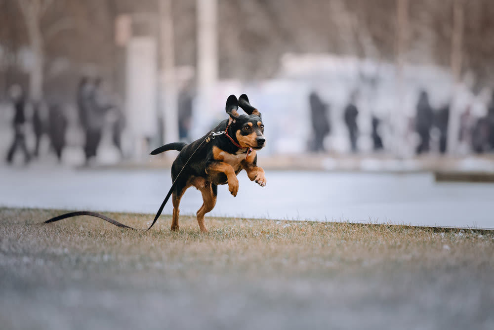 Kommt Ihr Hund auf Ruf?