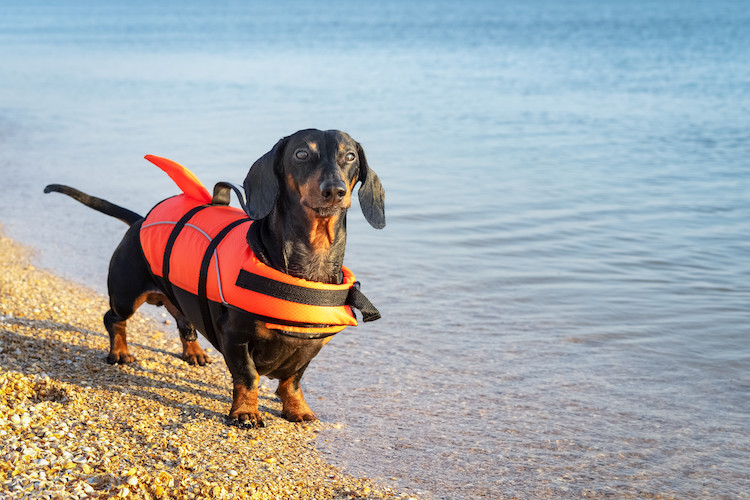 dangers de la baignade pour le chien