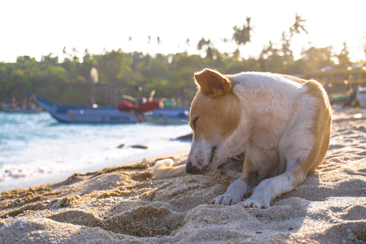 leishmaniose hez le chien vaccin