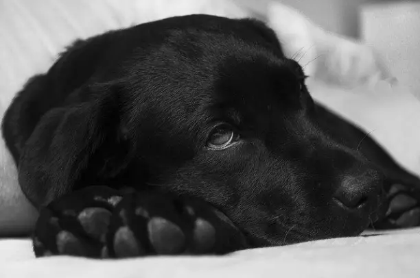 Diarrhées et vomissements : quand s'inquiéter chez le chien ? - Santévet