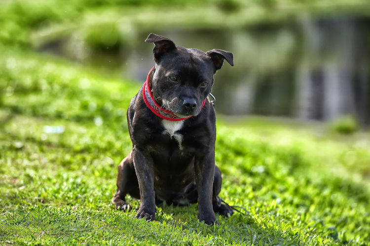 staffie assis