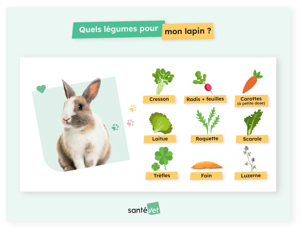 alimentation lapin