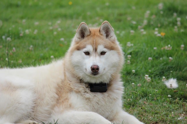 Ultrasons chien