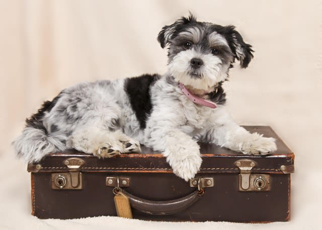 Chien en voyage