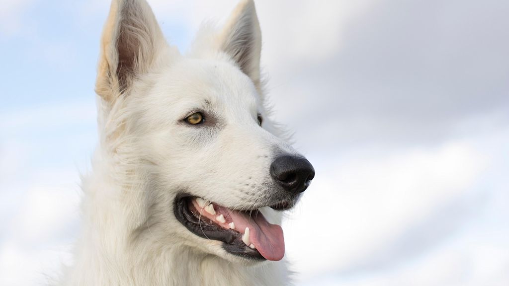 berger blanc suisse gueule ouverte