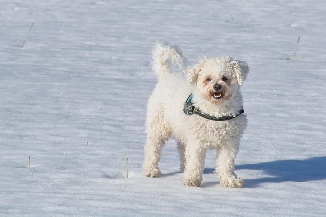 Bichon Bolonais