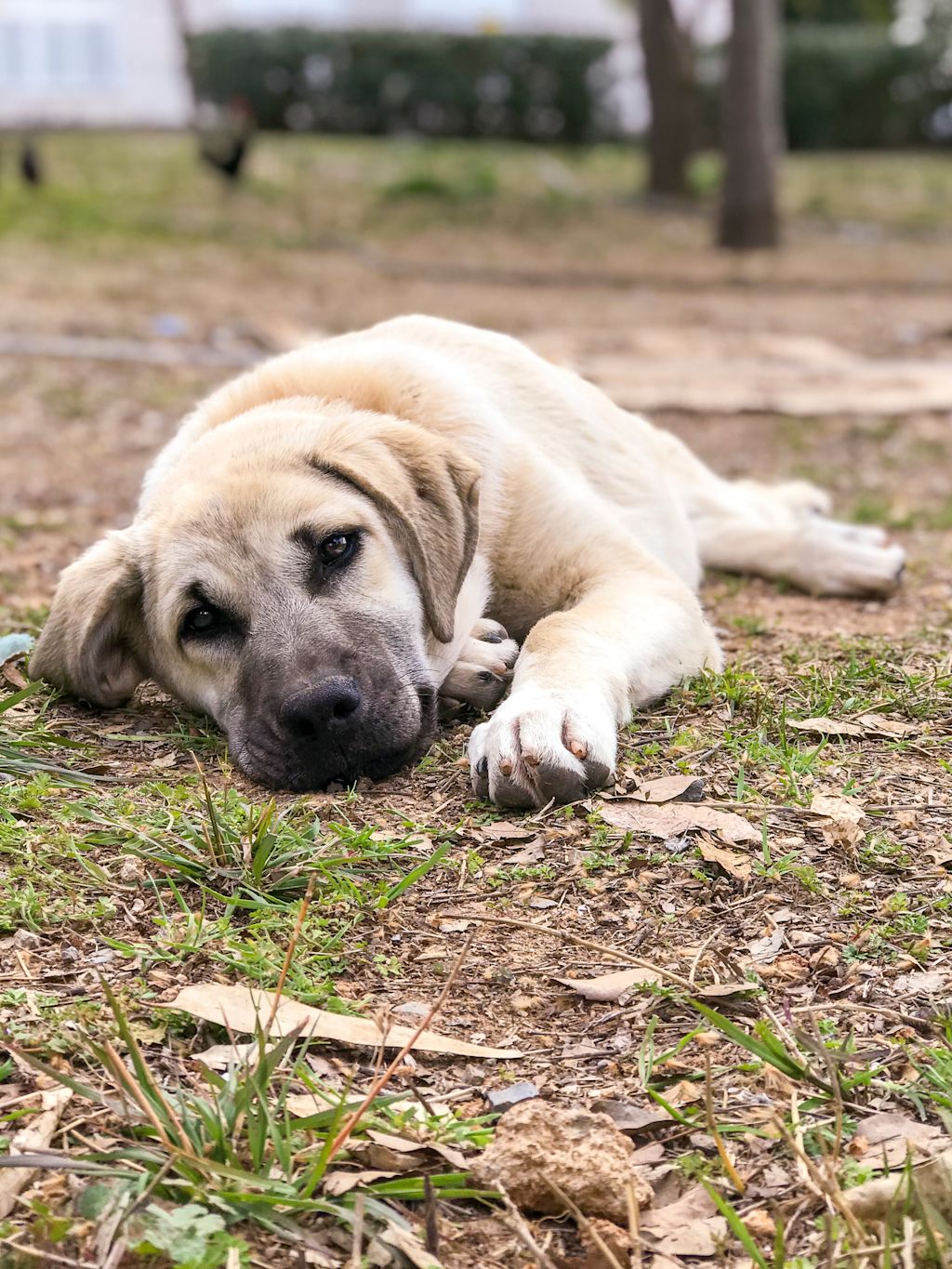 chiot kangal