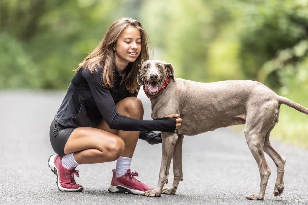 Aktive Hunde haben ein höheres Risiko