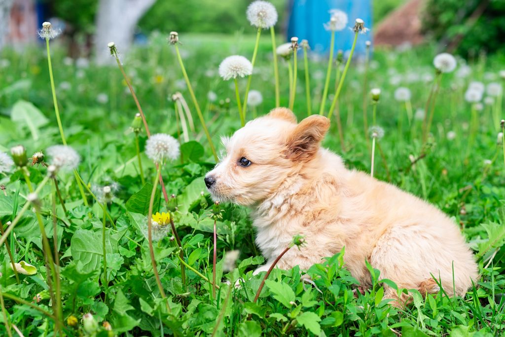 Petit chien dans l-herbe