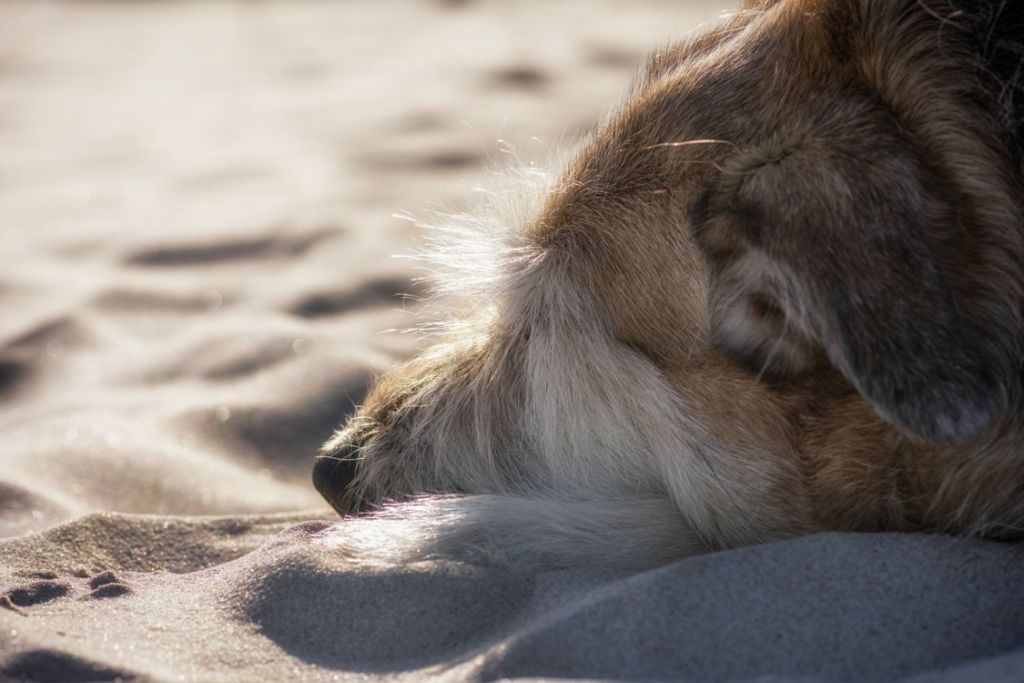 Chien très triste